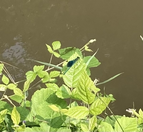 Calopteryx splendens