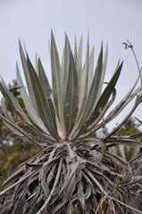 Espeletia grandiflora