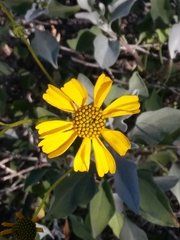 Encelia farinosa