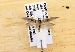 Gnorimoschema bacchariselloides