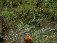 Siebenrockiella crassicollis