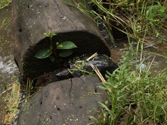 Siebenrockiella crassicollis