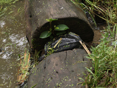 Siebenrockiella crassicollis