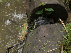 Siebenrockiella crassicollis