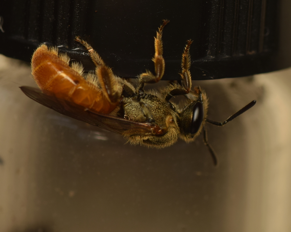 Lasioglossum rubsectum