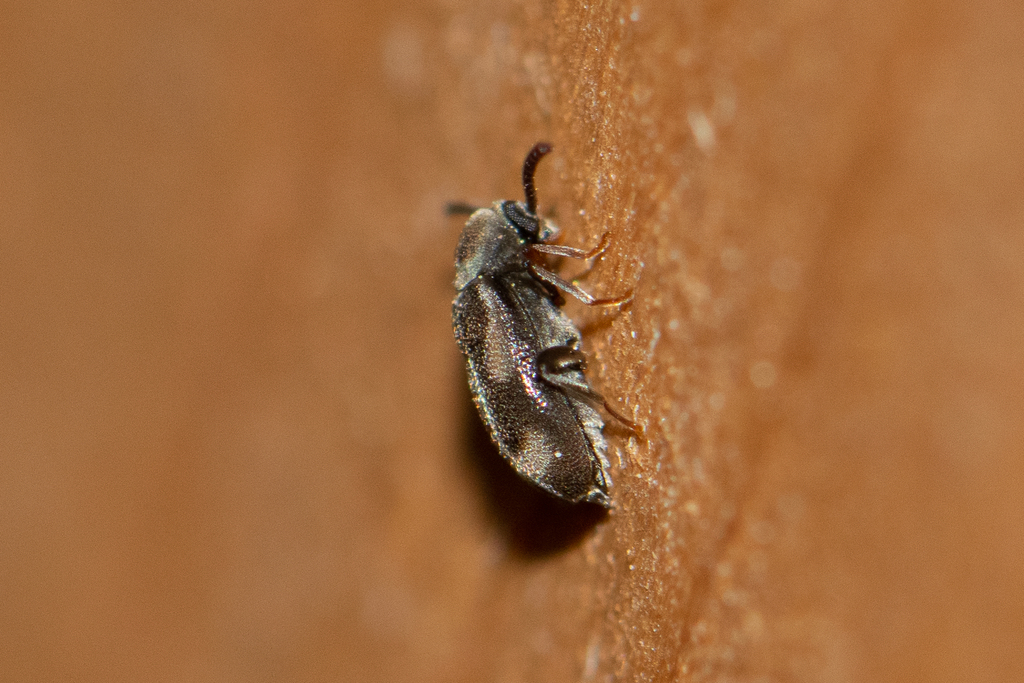 Phytobaenus amabilis