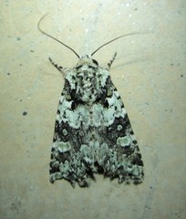 Lacinipolia strigicollis