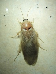 Eremoblatta subdiaphana