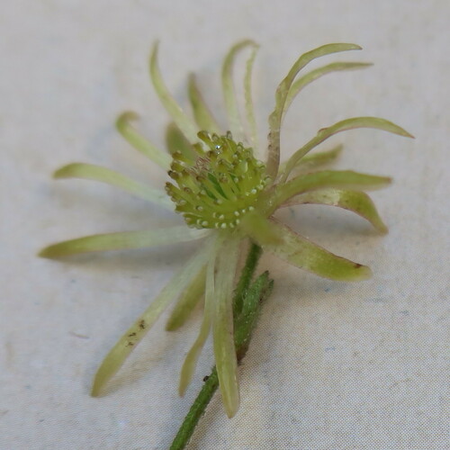 Wild Anemone (Knowltonia capensis)