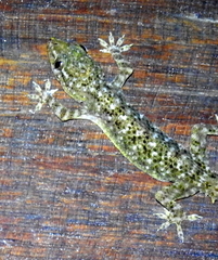Hemidactylus tenkatei