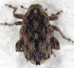 Hypurus bertrandi