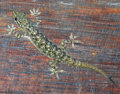 Hemidactylus tenkatei