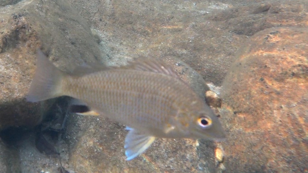 Midgley's grunter (Pingalla midgleyi) — Terapontidae