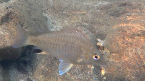 Midgley's grunter (Pingalla midgleyi) — Terapontidae
