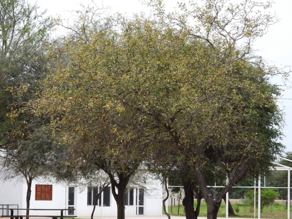 Prosopis ruscifolia Griseb.