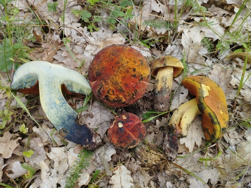 Representative image of Suillellus queletii