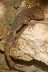 Hemidactylus brookii