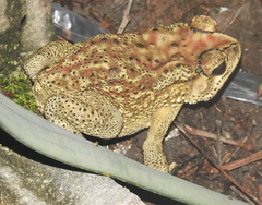 Duttaphrynus melanostictus