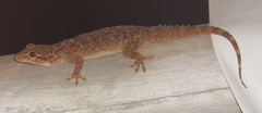 Hemidactylus brookii