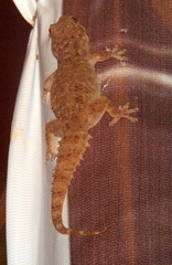 Hemidactylus brookii