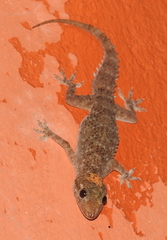 Hemidactylus