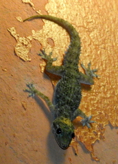 Hemidactylus