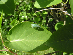 Chlorophanus viridis