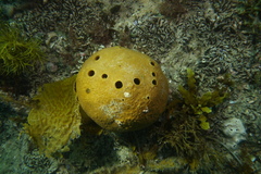 Asteropus