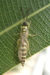 Myzinum frontalis