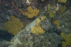 Holopsamma laminaefavosa