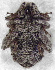 Hypurus bertrandi
