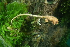Pyura gibbosa