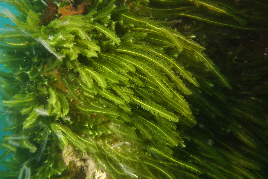 Caulerpa trifaria