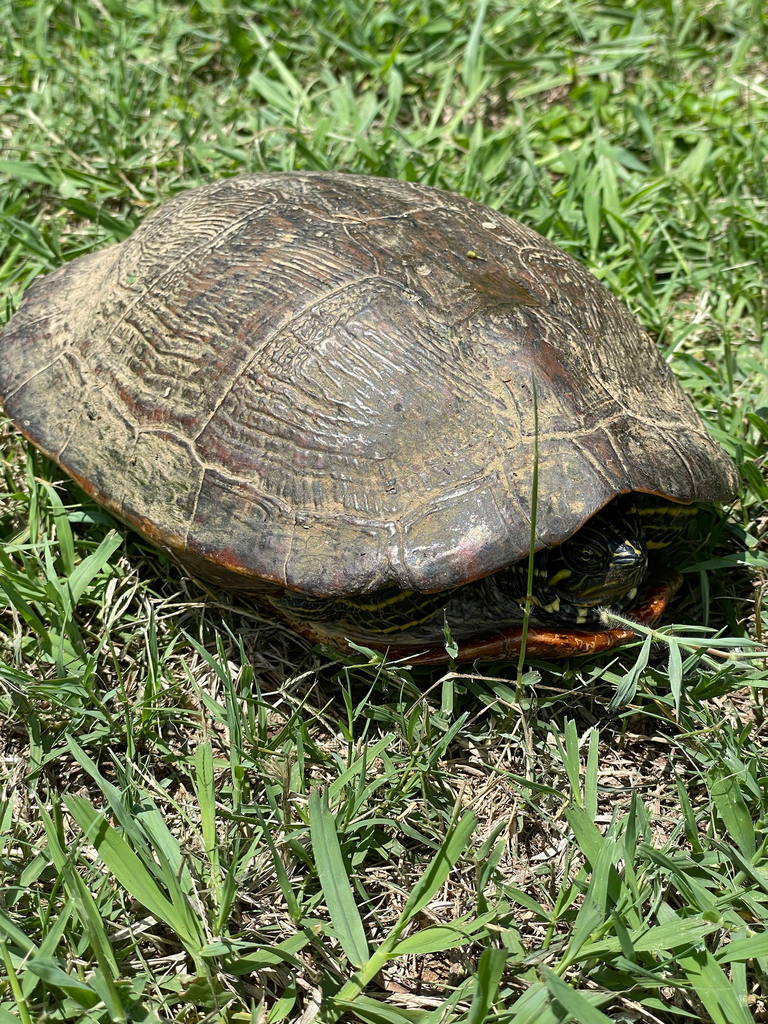 Deirochelyine Turtles from Raleigh on June 26, 2023 at 12:51 PM by ...