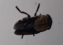 Oestridae