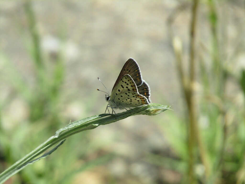 Sooty Copper