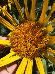 Wyethia