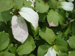 Actinidiaceae