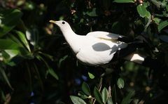 Torresian Imperial-Pigeon photo 5