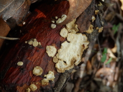 Burseraceae