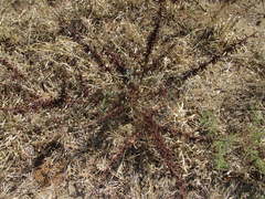 Indigofera cryptantha image