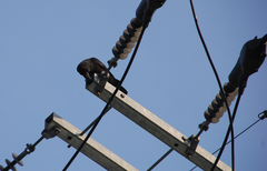 Corvus macrorhynchos