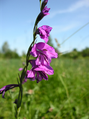Gladiolus imbricatus