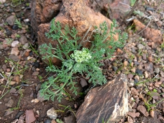 Lomatium dasycarpum