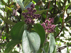 Miconia asperrima