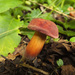 Ruby Bolete - Photo (c) Иван Матершев, some rights reserved (CC BY-NC), uploaded by Иван Матершев