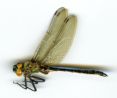 Somatochlora hudsonica