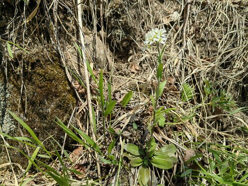 Arabis serrata iNat (3)