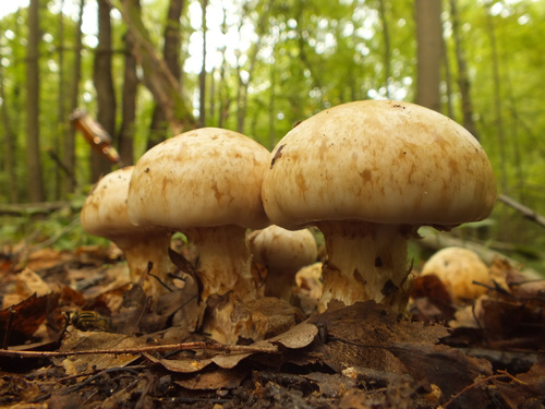 Hebeloma radicosum image