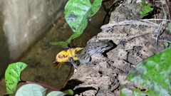 Leptodactylus fuscus